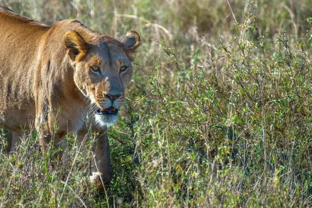 Maasai Mara Budget Safari