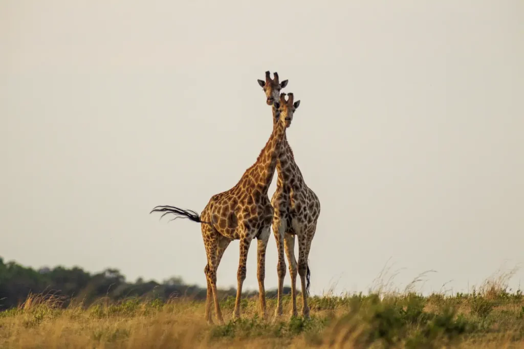 Sarova Mara