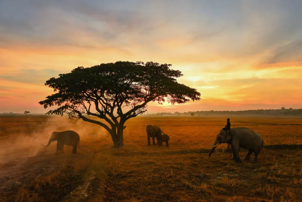 Mara Bush Package