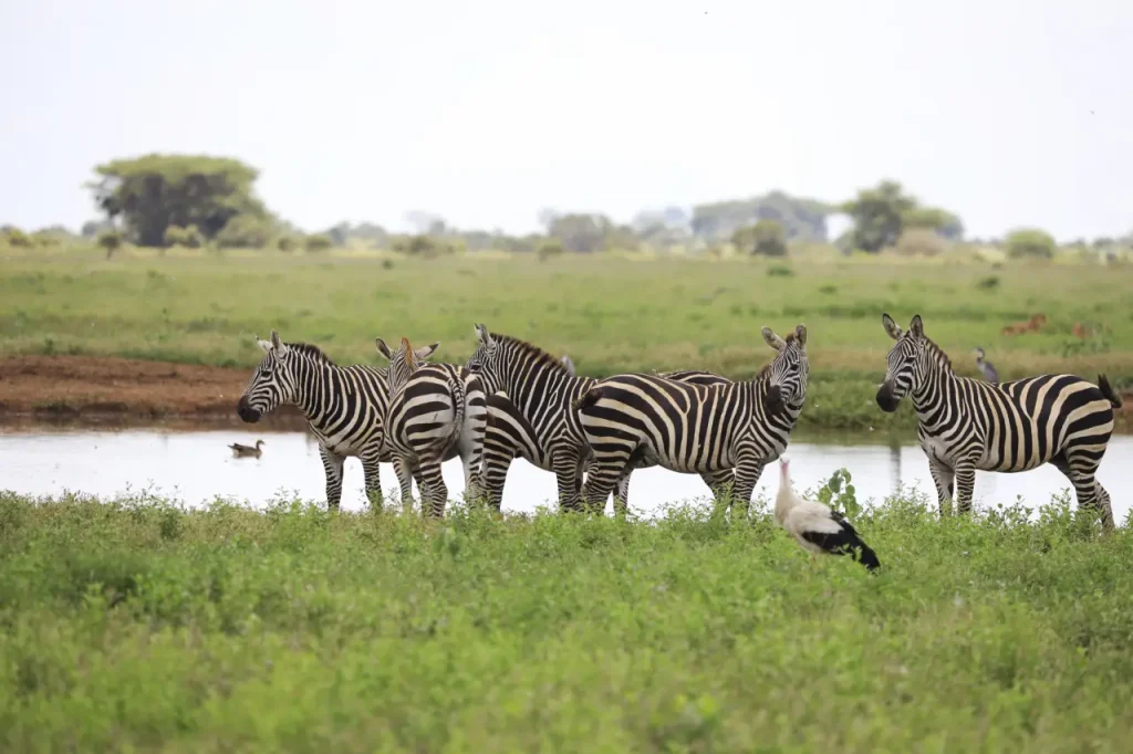 Wildebeest Migration Safari