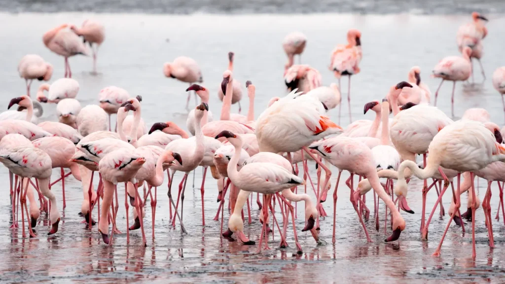 Lake Nakuru National Park