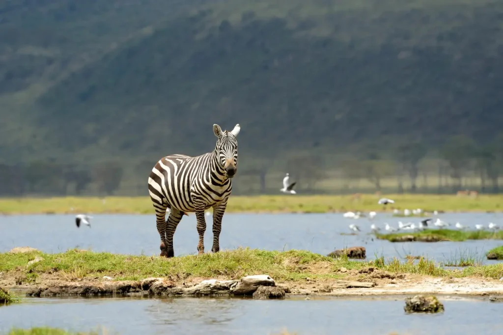 Nyerere National Park