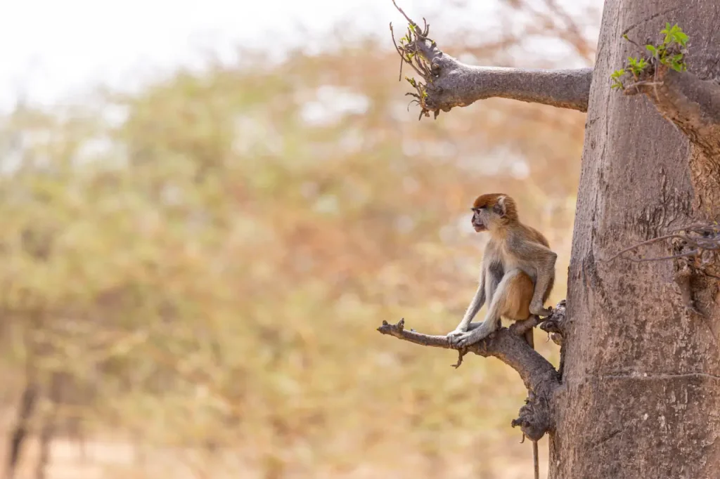 Samburu National Reserve